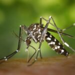 The Threat of Mosquito-borne Diseases to Global Health